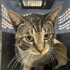 adoptable Cat in New York, NY named Rizzo