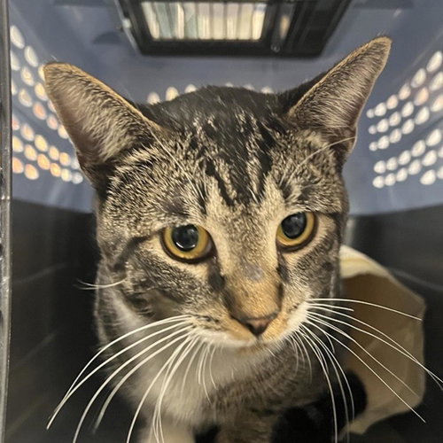 picture of the cat needing adoption