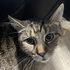 adoptable Cat in New York, NY named Saltwater Taffy