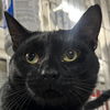 adoptable Cat in New York, NY named Fig