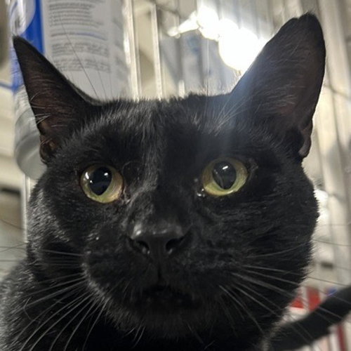picture of the cat needing adoption