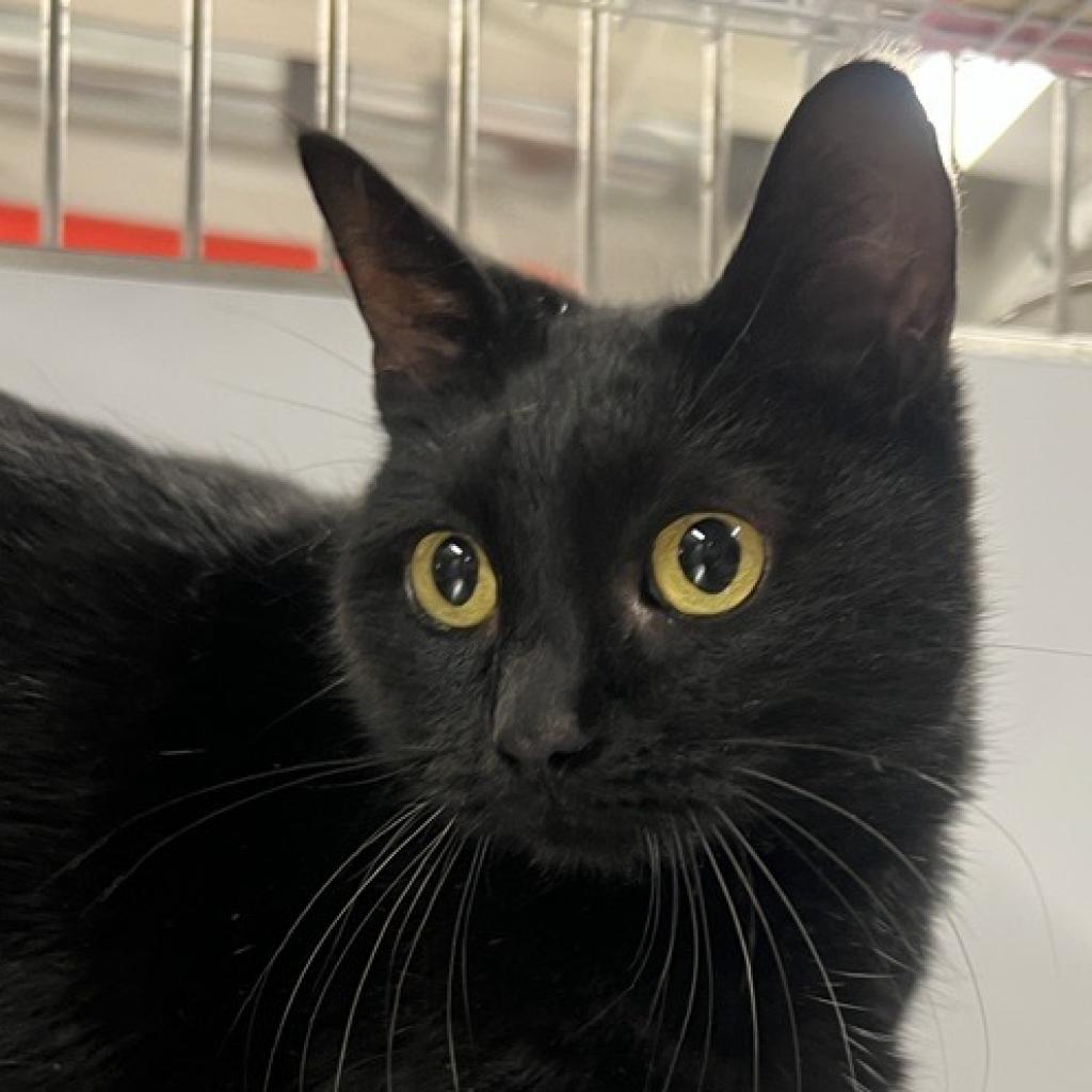 adoptable Cat in New York, NY named Bagheera