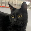 adoptable Cat in new york, NY named Bagheera