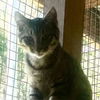 adoptable Cat in , NY named Clyde