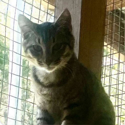 Clyde, Young Domestic Short Hair, cat for adoption in Clifton, New Jersey