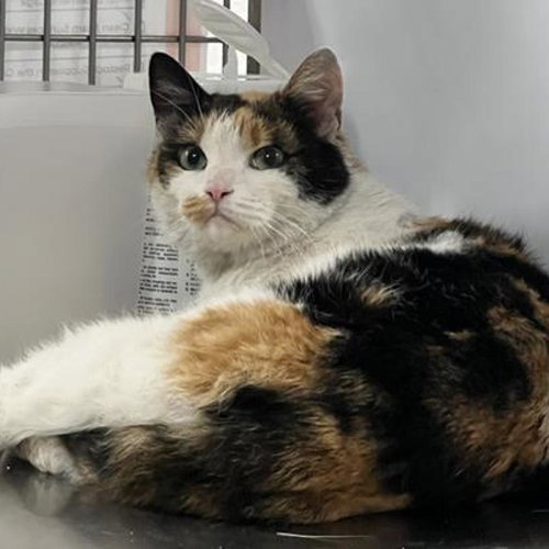 picture of the cat needing adoption