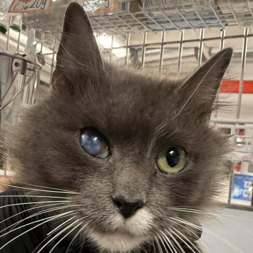 picture of the cat needing adoption
