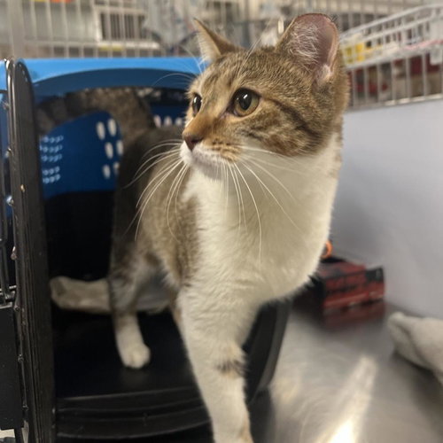 Bonbon, Young Domestic Short Hair, cat for adoption in Clifton, New Jersey