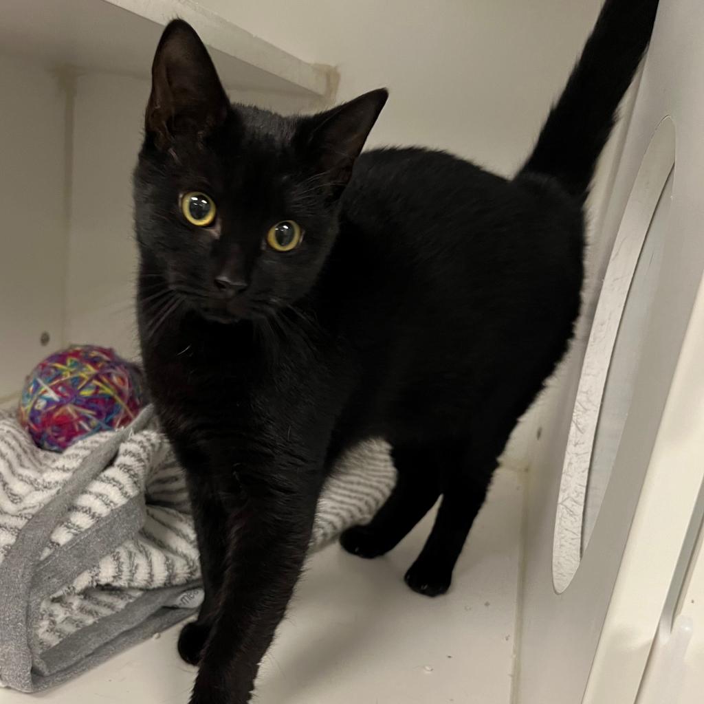 adoptable Cat in New York, NY named Jolissa