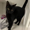 adoptable Cat in New York, NY named Jolissa