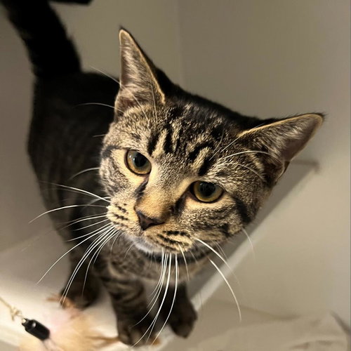 picture of the cat needing adoption