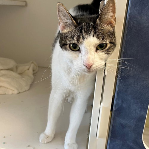 Mia, Adult Domestic Short Hair, cat for adoption in Clifton, New Jersey
