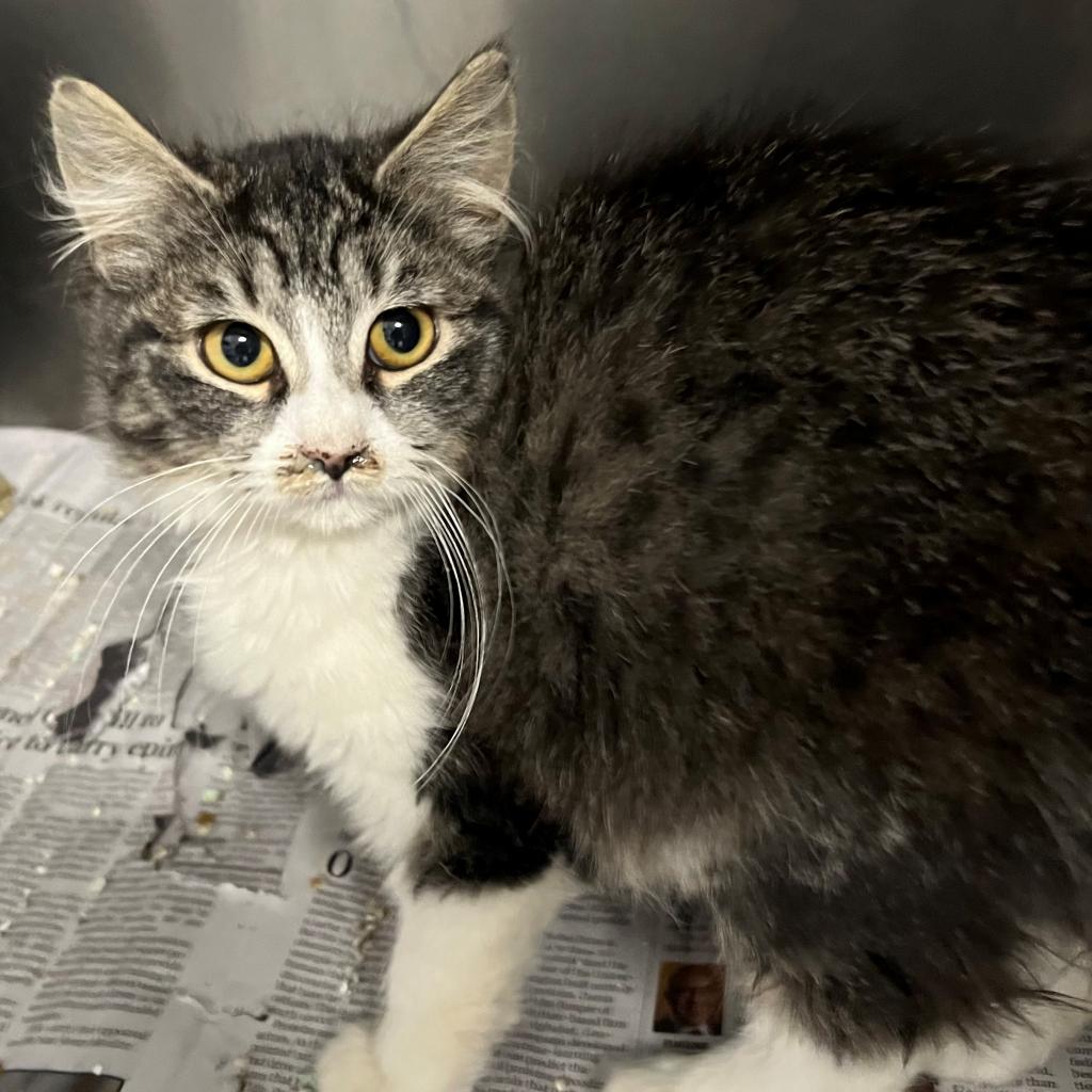 adoptable Cat in New York, NY named Brisket