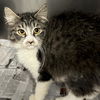 adoptable Cat in New York, NY named Brisket