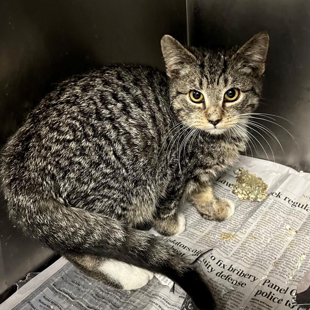 adoptable Cat in New York, NY named Boyd