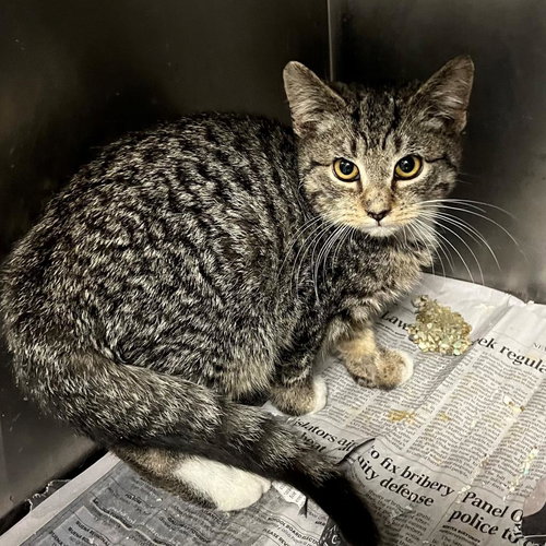 picture of the cat needing adoption