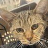 adoptable Cat in New York, NY named Ralph