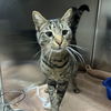 adoptable Cat in New York, NY named Basil