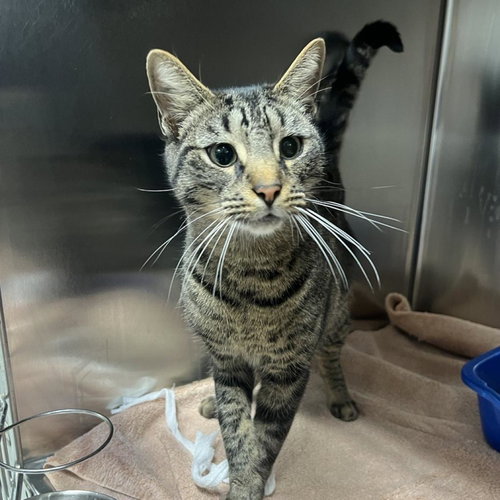 picture of the cat needing adoption