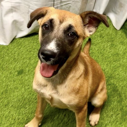 picture of the dog needing adoption