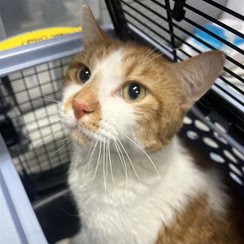 Miracle, Adult Domestic Short Hair, cat for adoption in Clifton, New Jersey