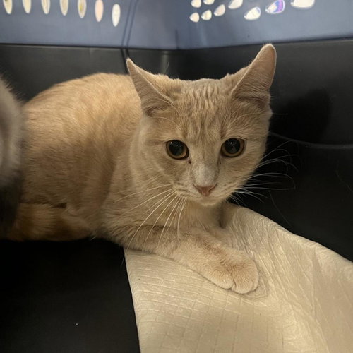 Tic, Young Domestic Short Hair, cat for adoption in Clifton, New Jersey