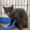 adoptable Cat in  named Olaf