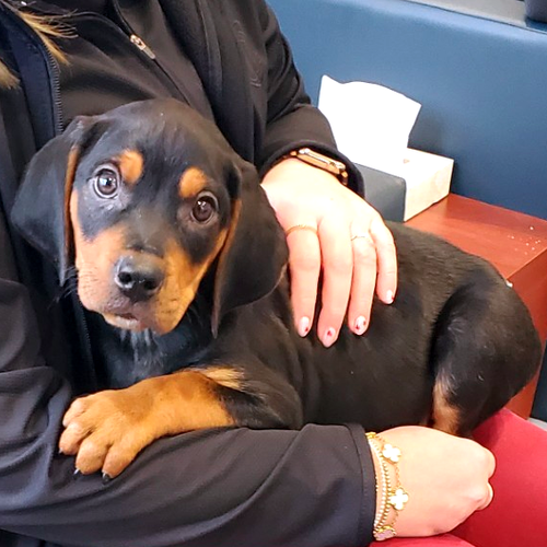picture of the dog needing adoption