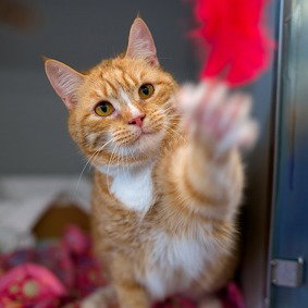 Tigra