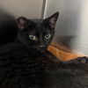 adoptable Cat in New York, NY named Shane