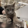 adoptable Cat in New York, NY named Sparky