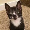 adoptable Cat in SLC, UT named Vinny
