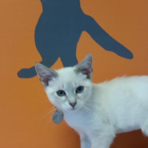 adoptable Cat in SLC, UT named Etch-A-Sketch