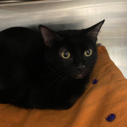 picture of the cat needing adoption