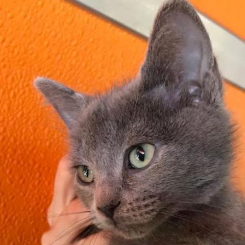 Luca, an adoptable Domestic Short Hair in Salt Lake City, UT
