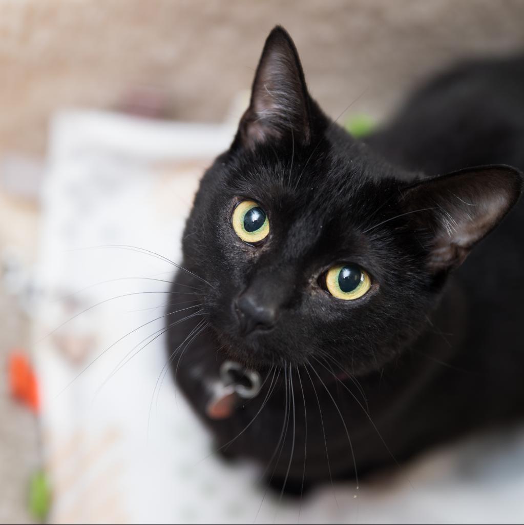 Cindy - Domestic Short Hair