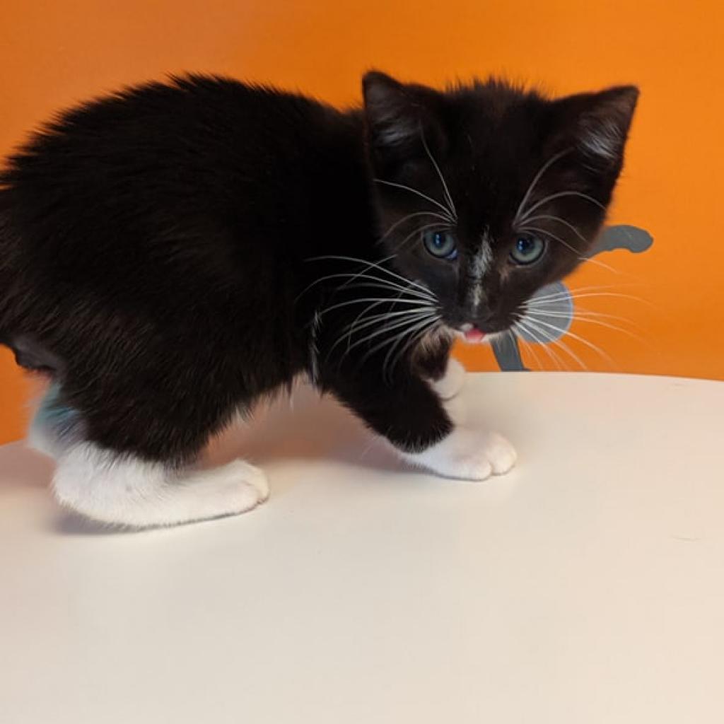 adoptable Cat in SLC, UT named Pawficer Donut