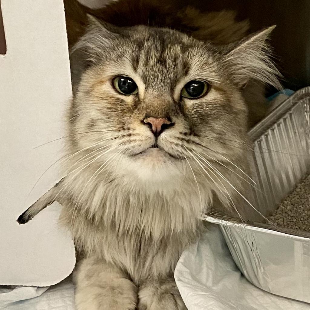 Hen - Domestic Medium Hair
