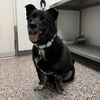 adoptable Dog in SLC, UT named Thumper