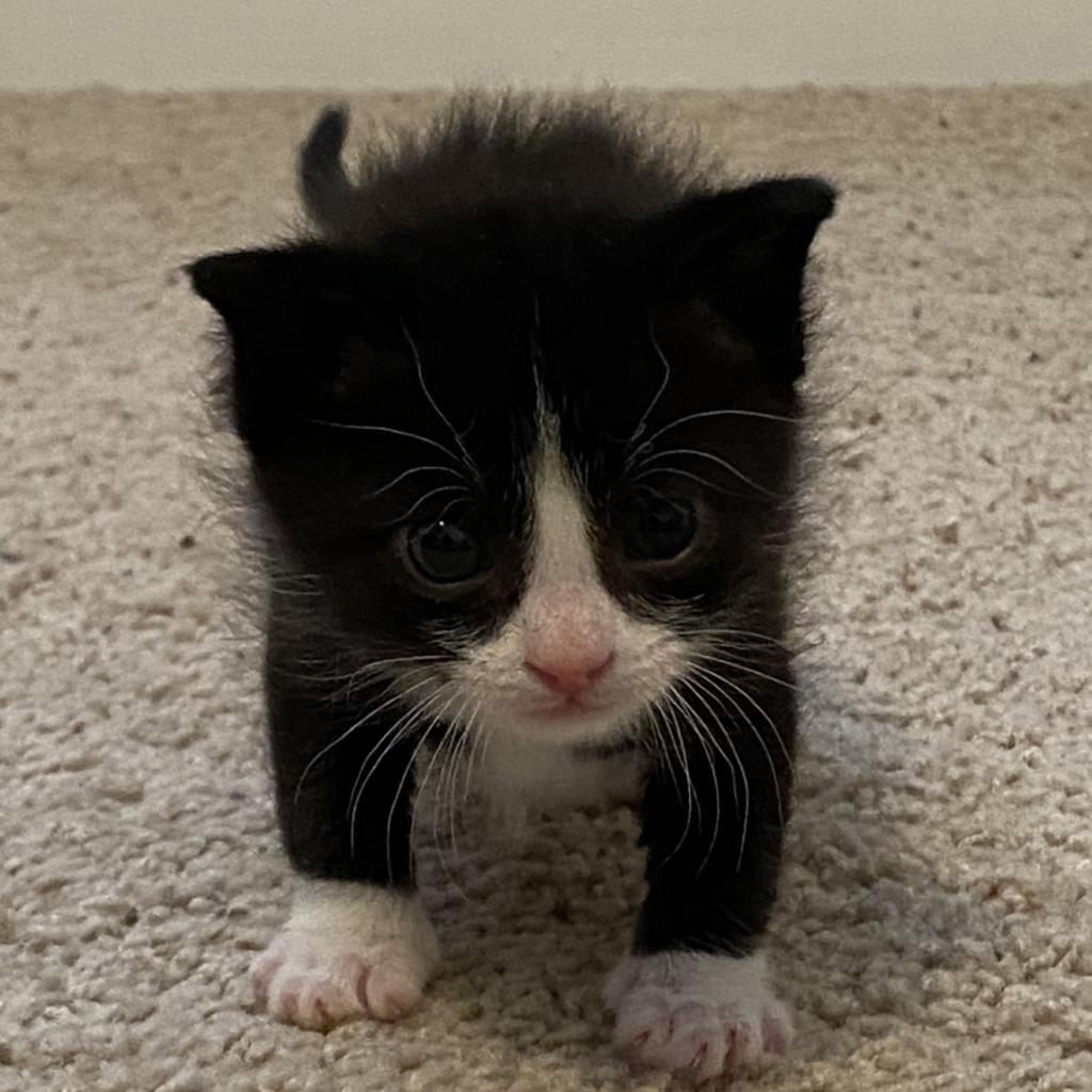 Jay Catsby - Domestic Short Hair
