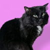 adoptable Cat in  named Hammock