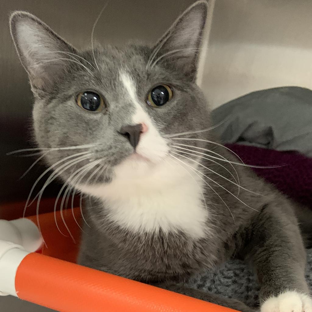 Coriander Bean - Domestic Short Hair