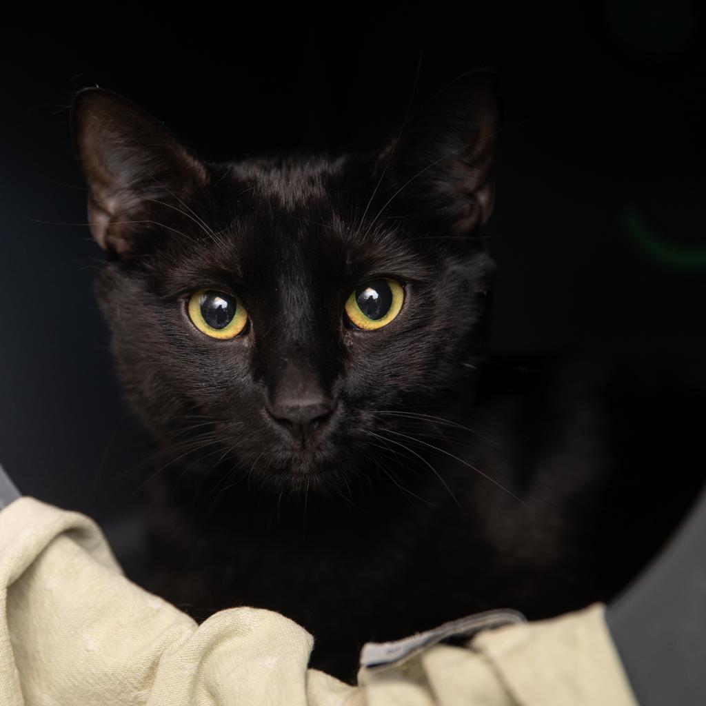 Ozzi - Domestic Short Hair