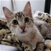 adoptable Cat in slc, UT named Tino Pai