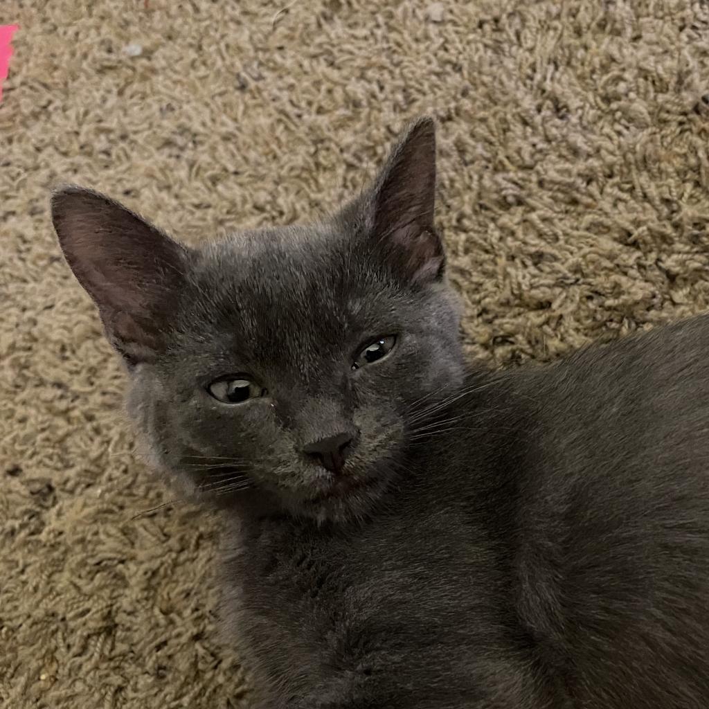 Carrot - Domestic Short Hair