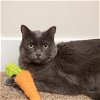 adoptable Cat in slc, UT named Carrot