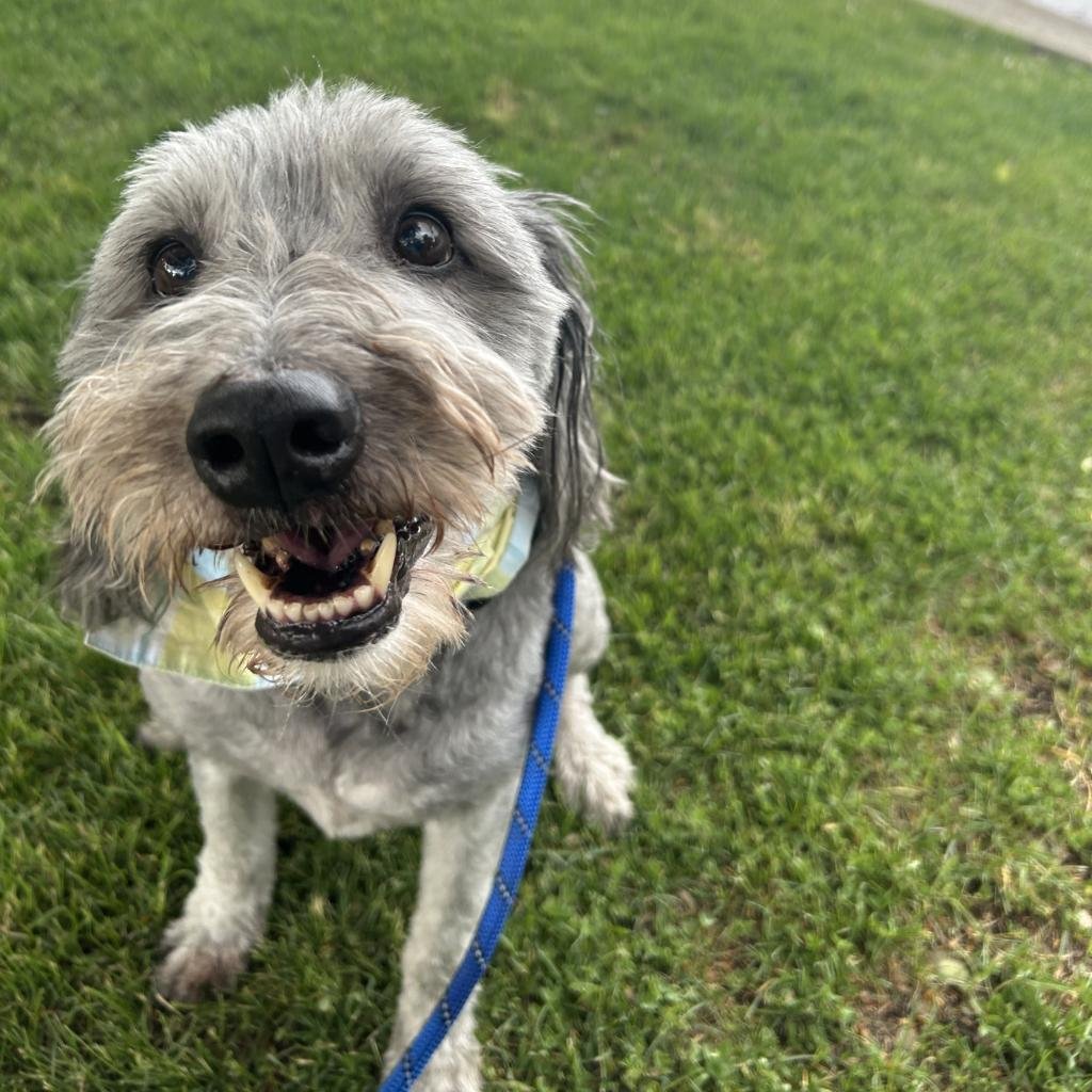 Whiskey - Terrier / Bearded Collie / Mixed