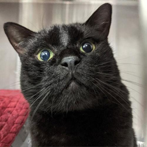Cleopatra, an adoptable Domestic Short Hair in Salt Lake City, UT