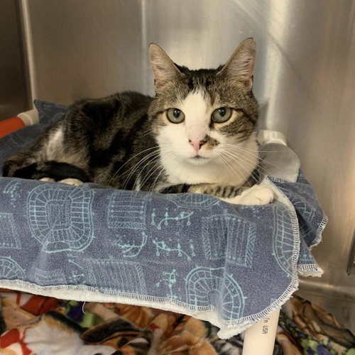 Chaska, Adult Domestic Short Hair, cat for adoption in South Jordan, Utah