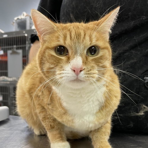 Rusty, Adult Domestic Short Hair, cat for adoption in South Jordan, Utah